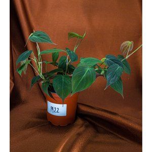 Philodendron Micans 4" US Seller Potted RARE Philo